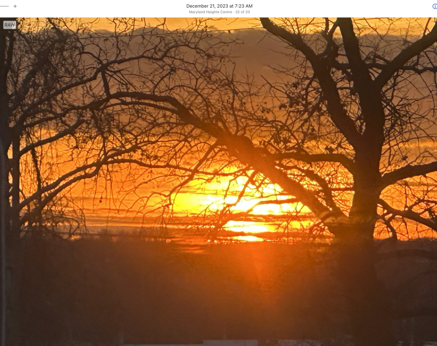 Bright sunrise filtered through a large branching tree in Maryland Heights