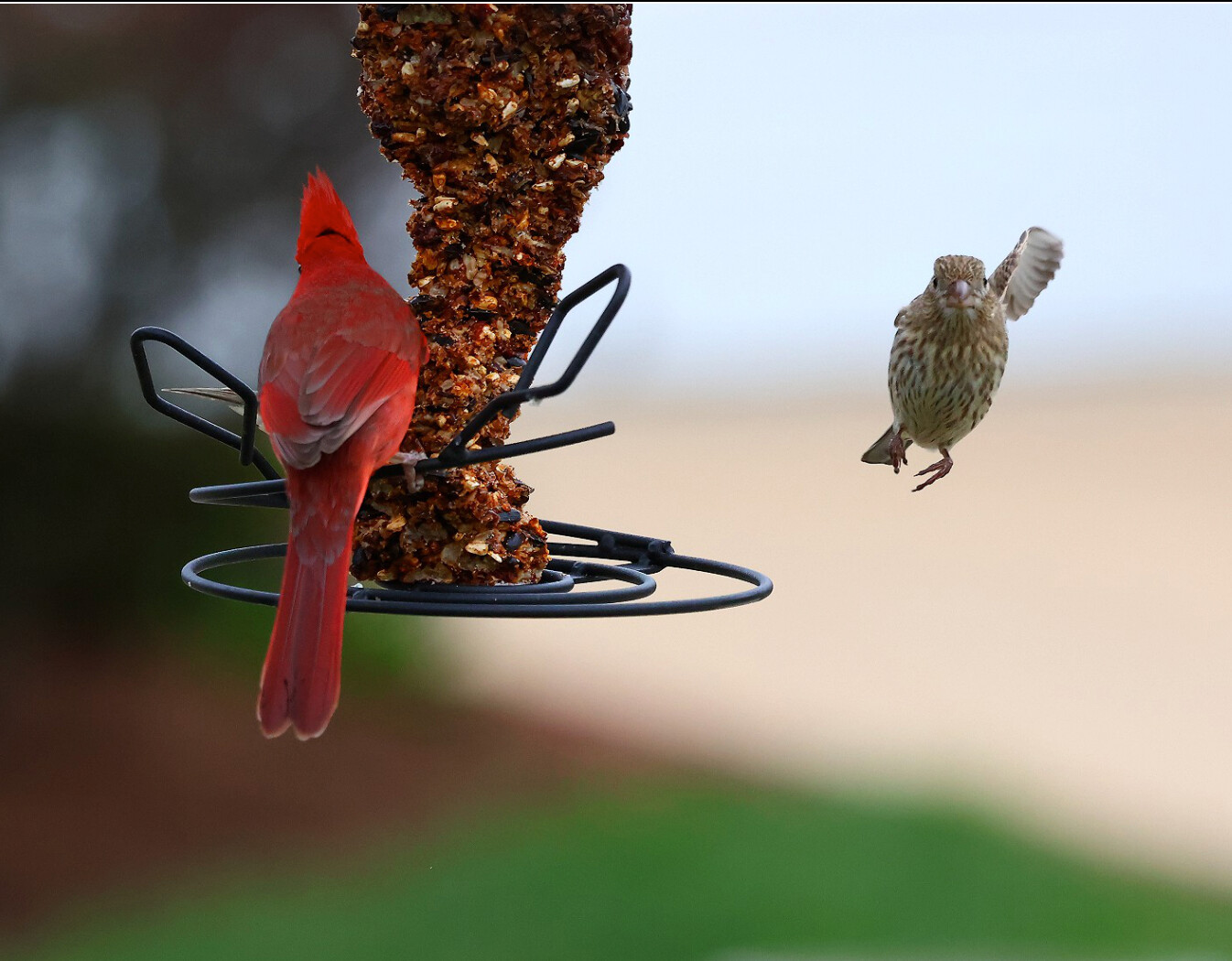 Cardinal at a feeder as a smaller bird approaches in flight