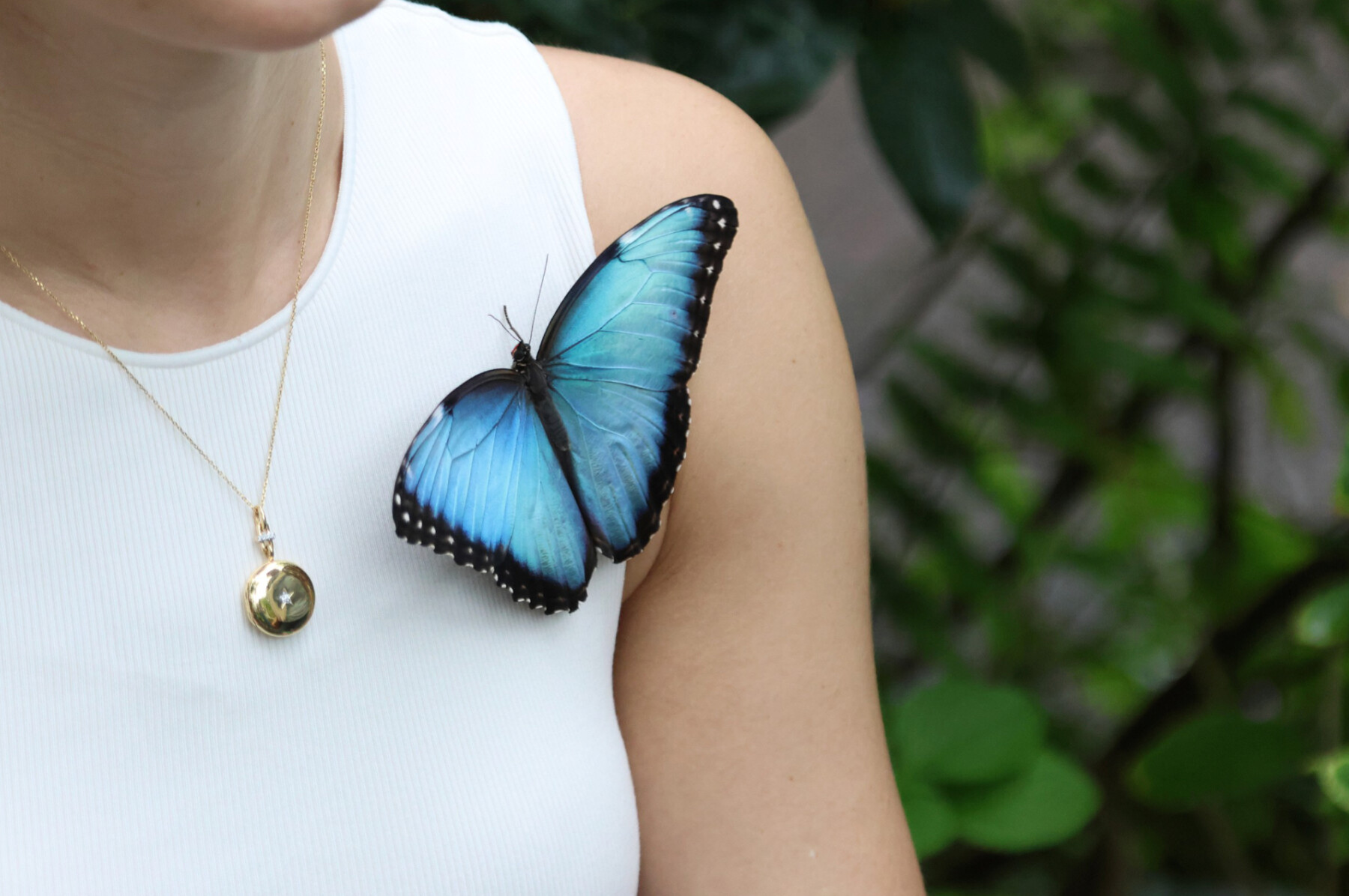 Brilliant blue morpho butterfly resting on a person's shoulder
