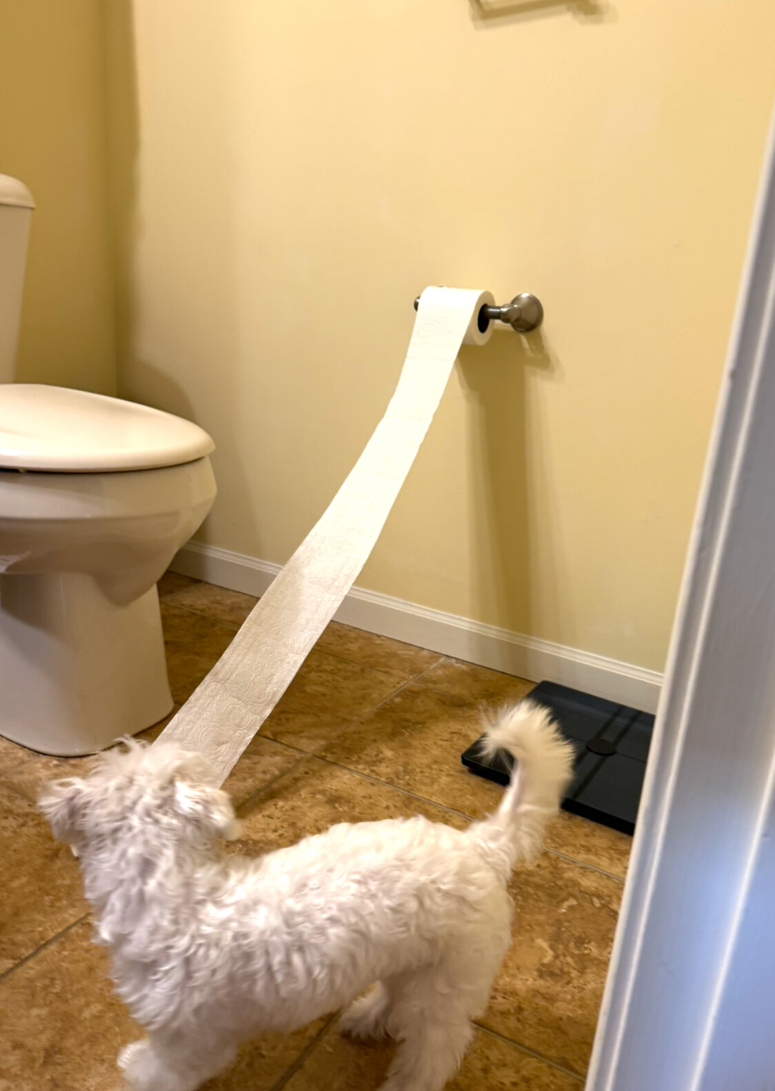 Gracie cheerfully unrolling a long trail of toilet paper