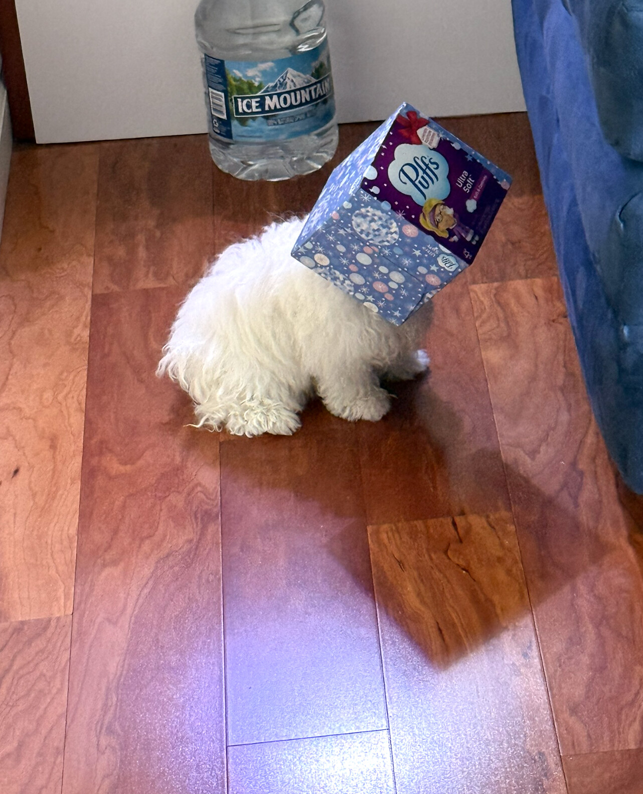 Gracie wearing a tissue box over her head